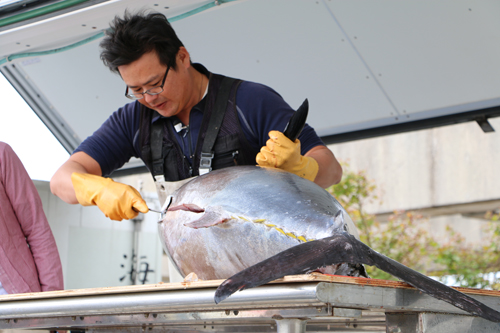 大浦地区で養殖された約100kgのマグロを解体