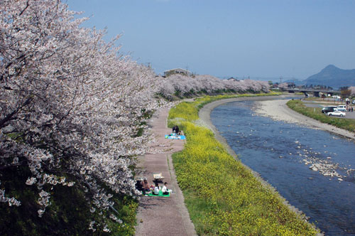 お花見週末こぎわう