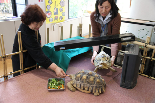 カメ吉とユメ子を並べる