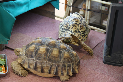 食欲旺盛なカメ吉とシャイなユメ子