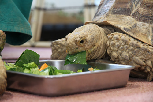 新鮮な三隅の野菜をパクパク
