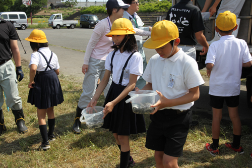 あゆの稚魚はピチピチ跳ねてバケツを飛び出る