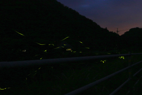 安田地区の川沿いを舞う蛍