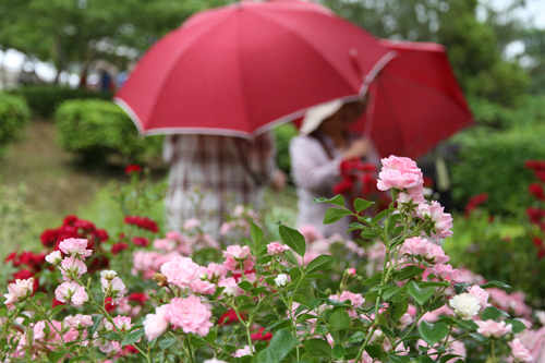 小雨の降る中、ハーブをつみとる