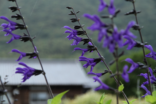 しっとりと雨に濡れるハーブ