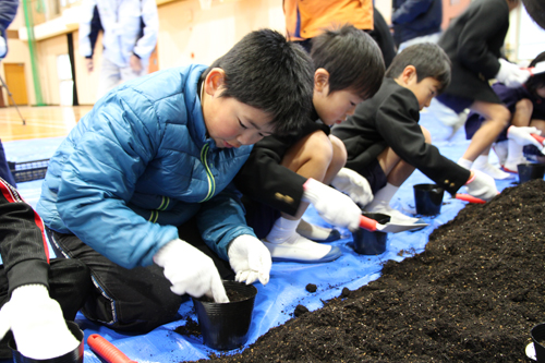 約2cmの深さに、横に向けてどんぐりを植える