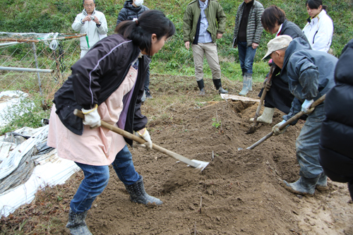増野さんの指導で掘り返す