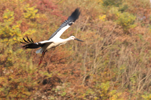 紅葉した山中を飛び交うコウノトリ