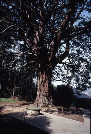 八幡人丸神社御旅所のヒノキ巨樹