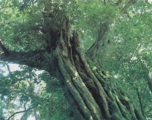 シイノキ巨樹群