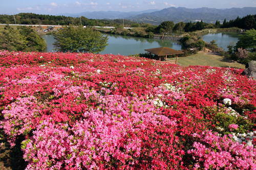 白やピンク、赤など18,000本のつつじが植えられている