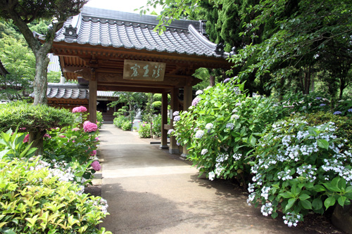 アジサイ寺として知られる油谷向津具の向徳寺