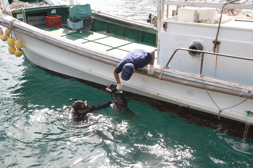 青海島でダイビングを楽しむダイバーらも海底清掃に参加