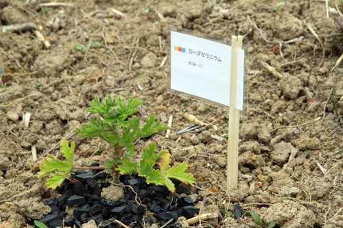ハーブが植えられています