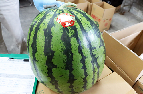 一番大きいサイズ「天」は重さが１０ｋｇを超える