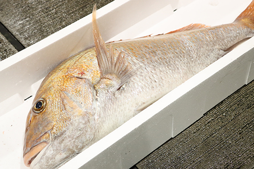 初セリで競り落とされた約7kg・約80cmのマダイ