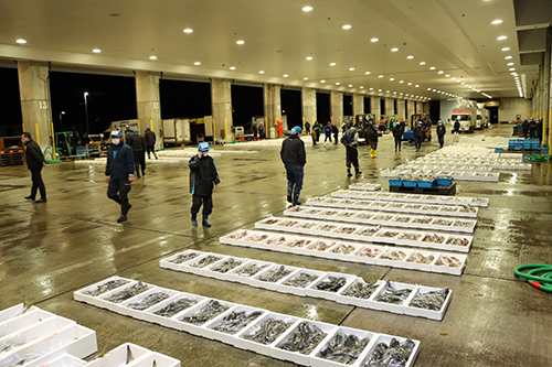 初セリ式が行われた仙崎地方卸売市場には様々な魚介が並ぶ