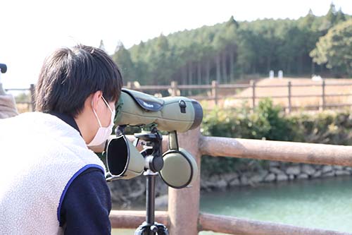 水辺にはカモの群れが生息